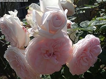 Spring Rose Carol マント Kordes® Roses – Antique Rose Emporium